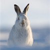 Mountain hare Lepus timidus in winter pelage (coat). Grampian mountains, Scotland. January.